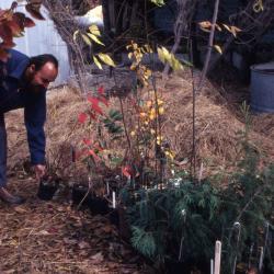 Rick Billeter staging plants at quonset hut