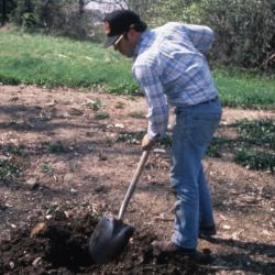 Joe Krol digging hole for planting