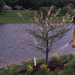Grounds person watering young tree at edge of body of water