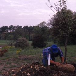 Doug Monroe planting tree near Crabapple Lake