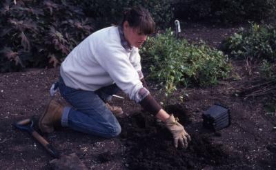 Doris Taylor covering newly planted baccharis with soil in dwarf beds