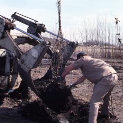 Grounds staff person shaking soil from wrapped tree sitting in tractor with blade attached to the front after being removed from ground for transplanting 