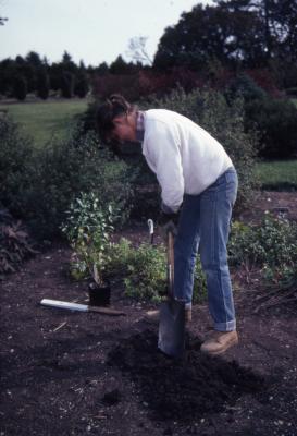 Doris Taylor digging hole to plant baccharis in dwarf beds
