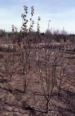 Young trees planted in nursery in early spring