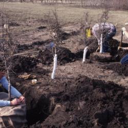 Kris Bachtell and two others preparing young trees for transfer, digging and wrapping burlap around root ball