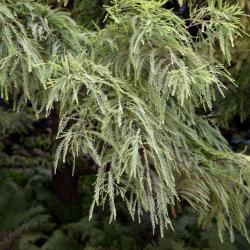 Taxodium distichum 'Mickelson' (PP 3551 SHAWNEE BRAVE™ Bald-cypress), leaf, fall