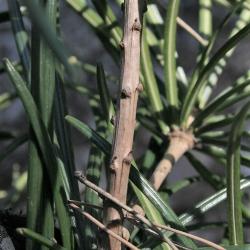 Sciadopitys verticillata (Japanese Umbrella-pine), bark, twig