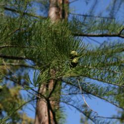 Taxodium distichum var. imbricarium (Pond-cypress), cone