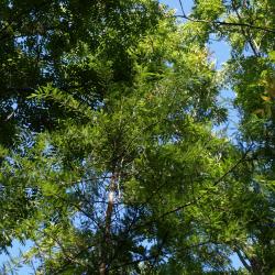 Taxodium distichum (Bald-cypress), leaf, summer