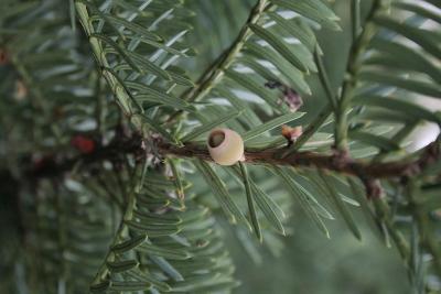 Taxus ×media 'Green Wave' (Green Wave Anglo-Japanese Yew), cone, immature