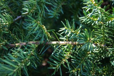 Taxus ×media 'Runyan' (Runyan Anglo-Japanese Yew), bark, twig