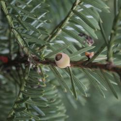Taxus ×media 'Green Wave' (Green Wave Anglo-Japanese Yew), cone, immature