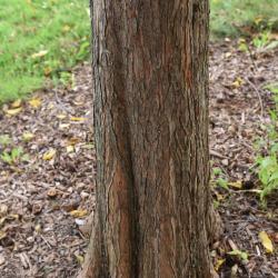 Taxodium distichum (Bald-cypress), bark, trunk