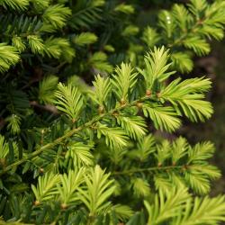 Taxus ×media 'Ershzam' (ERIE SHORES™ Anglo-Japanese Yew), leaf, spring