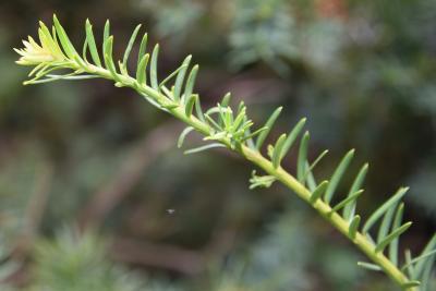 Taxus ×media 'Farmen' (Farmen Anglo-Japanese Yew), leaf, new