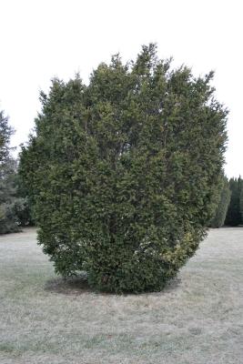 Taxus cuspidata 'Wilsonii' (Wilson Japanese Yew), habit, winter