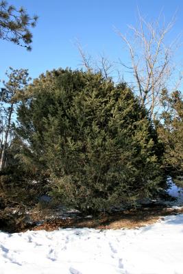 Taxus baccata (English Yew), habit, winter