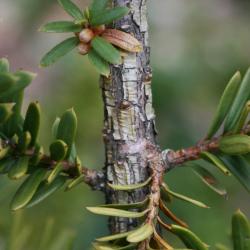 Taxus cuspidata 'Nana' (Dwarf Japanese Yew), bark, branch