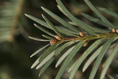 Taxus baccata (English Yew), bud, terminal