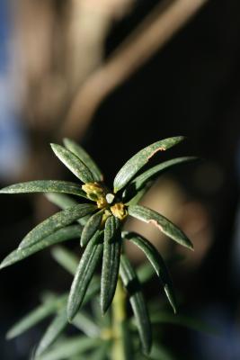 Taxus ×media 'Hicksii' (Hicks Anglo-Japanese Yew), bud, leaf