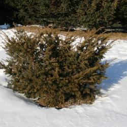 Taxus cuspidata (Japanese Yew), habit, winter