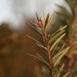 Taxus canadensis (Canada Yew), leaf, mature