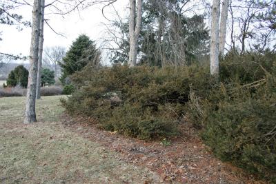 Taxus canadensis (Canada Yew), habit, winter