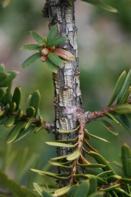 Taxus cuspidata 'Nana' (Dwarf Japanese Yew), bark, branch