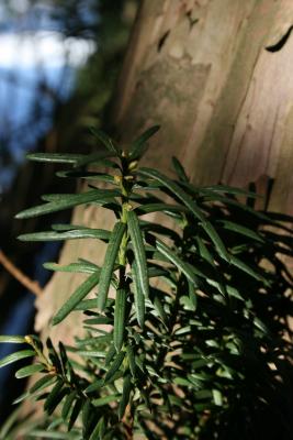 Taxus ×media 'Hicksii' (Hicks Anglo-Japanese Yew), leaf
