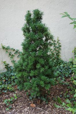 Taxus ×media 'Viridis' (Green-leaved Anglo-Japanese Yew), habit, summer