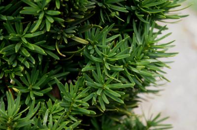 Taxus ×media 'Viridis' (Green-leaved Anglo-Japanese Yew), leaf, summer