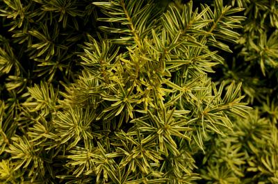 Taxus cuspidata 'Bright Gold' (Bright Gold Japanese Yew), leaf, summer