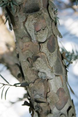 Taxus baccata (English Yew), bark, mature