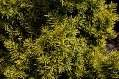 Taxus cuspidata 'Bright Gold' (Bright Gold Japanese Yew), leaf, summer