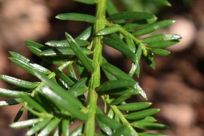 Taxus baccata (English Yew), bark, twig