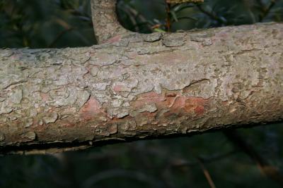 Taxus canadensis (Canada Yew), bark, mature