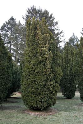 Taxus ×media 'Viridis' (Green-leaved Anglo-Japanese Yew), habit, winter