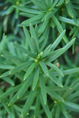 Taxus ×media 'Viridis' (Green-leaved Anglo-Japanese Yew), bud, terminal
