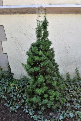 Taxus ×media 'Virdis' (Green-leaved Anglo-Japanese Yew), habit, summer
