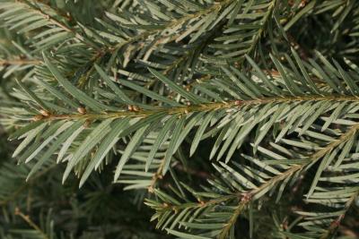 Taxus baccata (English Yew), leaf, winter