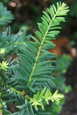 Taxus ×media 'Viridis' (Green-leaved Anglo-Japanese Yew), leaf, summer