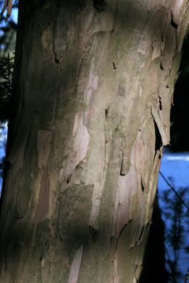 Taxus ×media 'Hicksii' (Hicks Anglo-Japanese Yew), bark