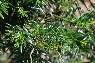 Taxus baccata (English Yew), leaf, summer