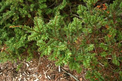Taxus canadensis (Canada Yew), bark, twig