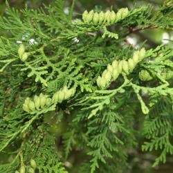 Thuja occidentalis (Eastern Arborvitae), cone, immature