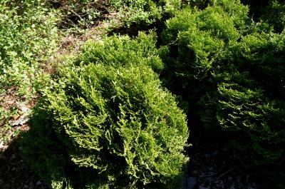 Thuja occidentalis 'Hetz' Midget' (Hetz' Midget Eastern Arborvitae), habit, spring