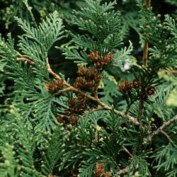 Thuja plicata (Giant Arborvitae), cone, mature
