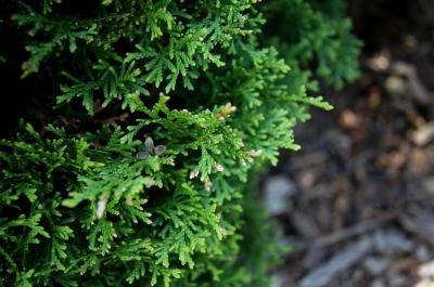 Thuja occidentalis 'Hetz' Midget' (Hetz' Midget Eastern Arborvitae), leaf, spring