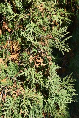 Thuja occidentalis (Eastern Arborvitae), habit, fall
