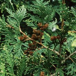 Thuja plicata (Giant Arborvitae), cone, mature